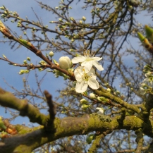 Weiße Blüte an braunen dünnen Holzästen