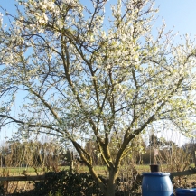 Ein kahler Baum mit weißen Blüten