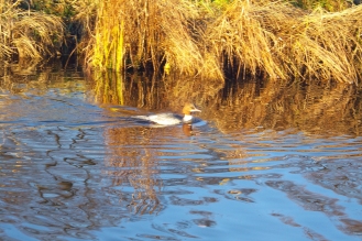 Gräuliche Ente mit dunklerem Rücken und hellbraunem Kopf. Der Schnabel ist rötlich.