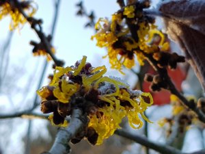 Filigrane gelbe Blütenblätter vor hellblauem Himmel